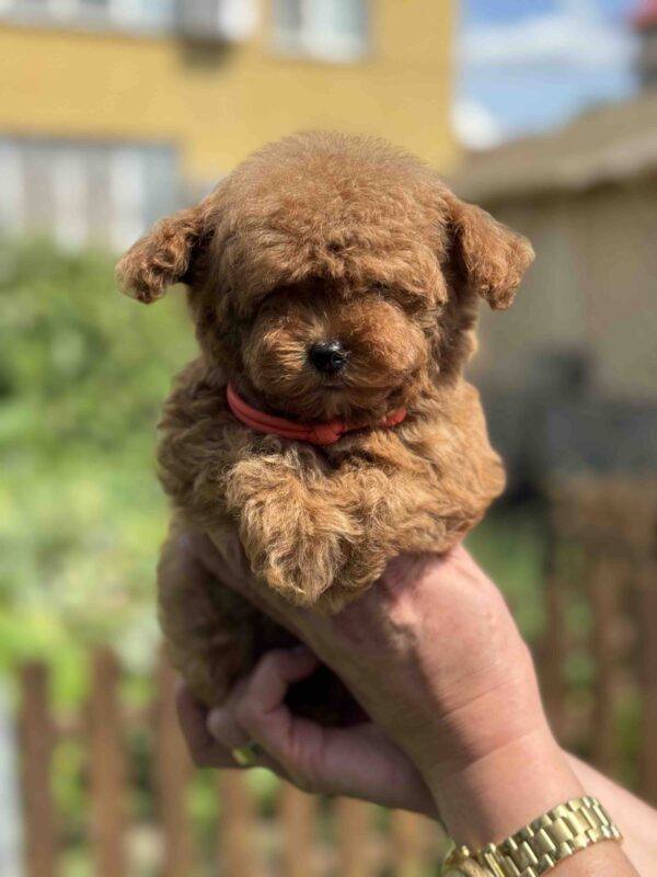 Jolie Toy Poodle Jolie Toy Poodle