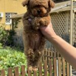 Jolie-female-Poodle-puppy-for-sale-4