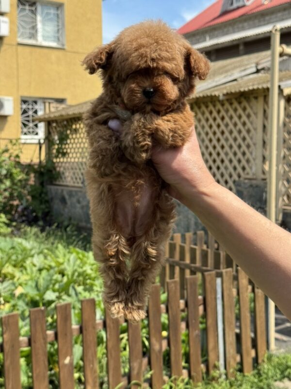 Jolie Toy Poodle Jolie Toy Poodle