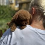 Jolie-female-Poodle-puppy-for-sale-5