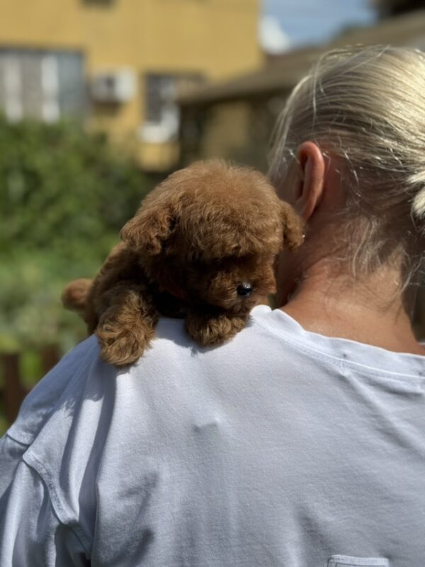 Jolie Toy Poodle Jolie Toy Poodle