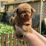 Jolie-female-Poodle-puppy-for-sale-6