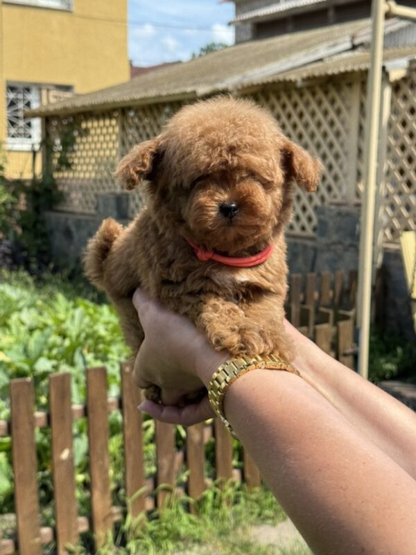 Jolie Toy Poodle Jolie Toy Poodle