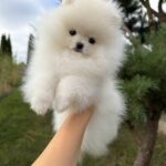 Josephine-female-pomeranian-puppy-for-sale-1 (1)
