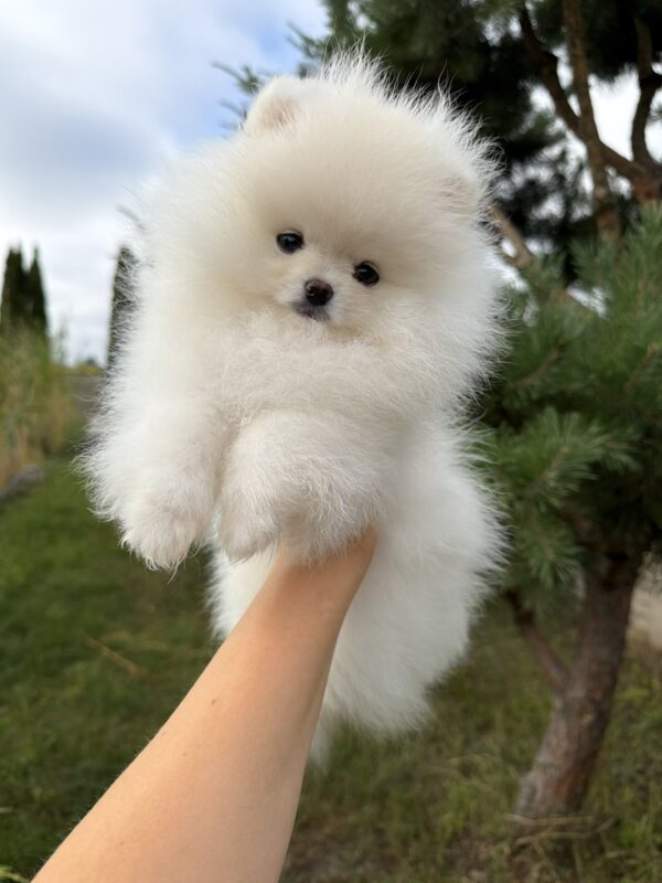 Josephine Pomeranian Josephine Pomeranian