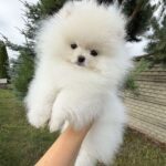 Josephine-female-pomeranian-puppy-for-sale-1 (2)