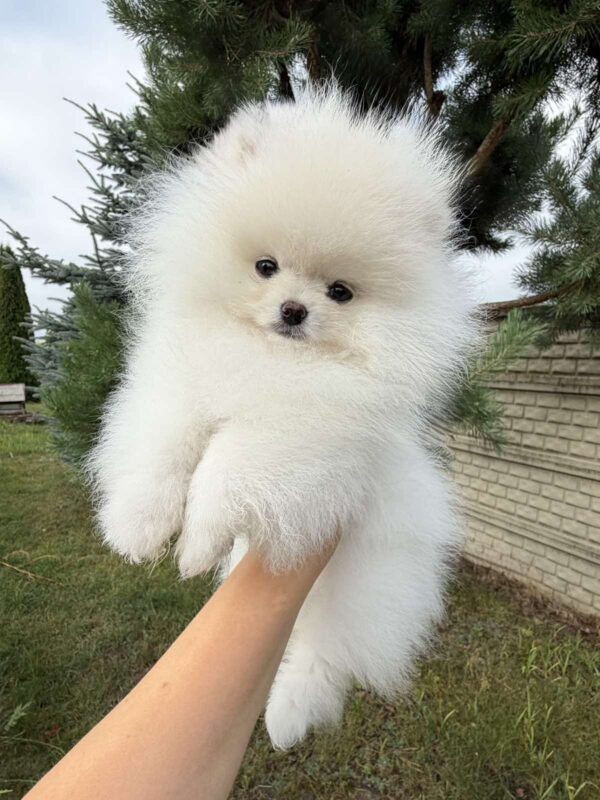 Josephine Pomeranian Josephine Pomeranian