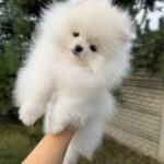 Josephine-female-pomeranian-puppy-for-sale-1 (3)