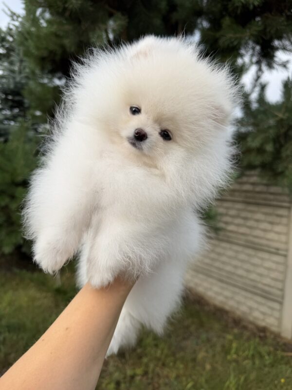 Josephine Pomeranian Josephine Pomeranian