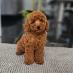Josie-female-miniature-poodle-puppy-for-sale- (1)