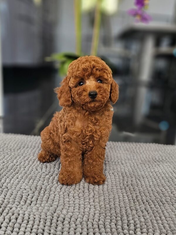 Josie Miniature Poodle Josie Miniature Poodle