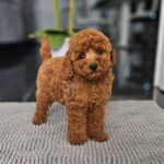 Josie-female-miniature-poodle-puppy-for-sale- (2)