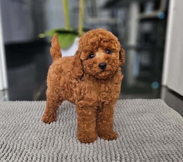 Josie Miniature Poodle Josie Miniature Poodle