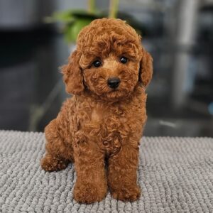 Josie Miniature Poodle Josie Miniature Poodle