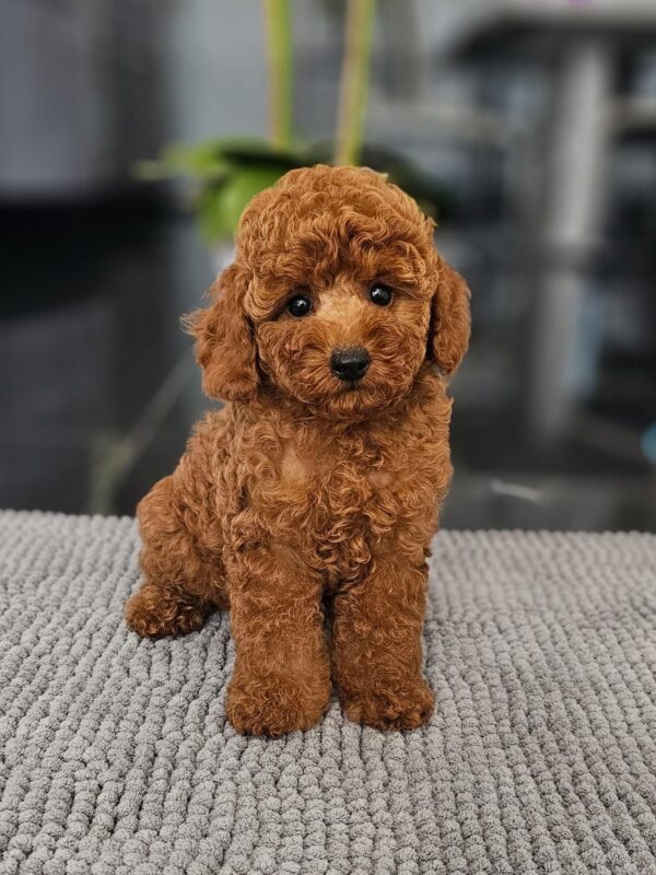 Josie Miniature Poodle Josie Miniature Poodle