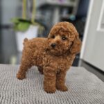 Josie-female-miniature-poodle-puppy-for-sale- (4)