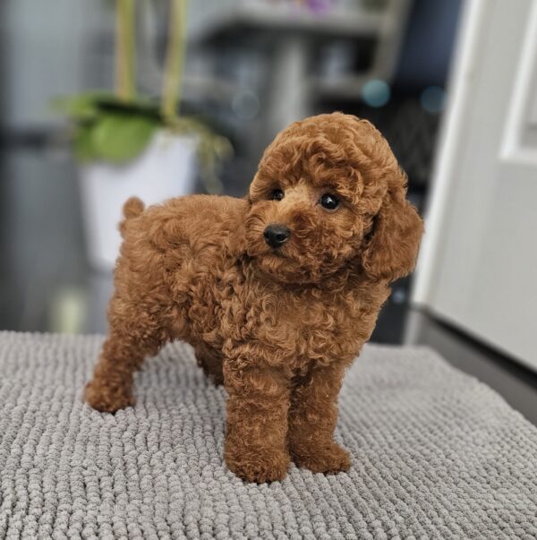 Josie Miniature Poodle Josie Miniature Poodle
