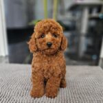 Josie-female-miniature-poodle-puppy-for-sale- (5)