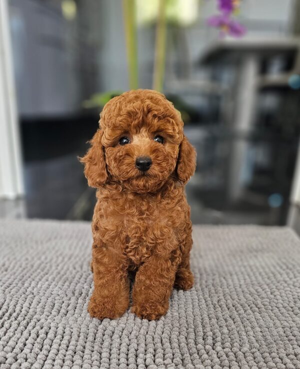 Josie Miniature Poodle Josie Miniature Poodle