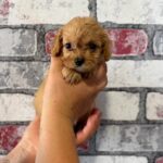 Juliet-female-Cavapoo-puppy-for-sale-1