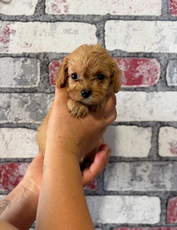 Juliet Cavapoo Juliet Cavapoo