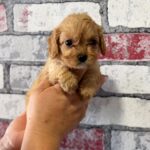 Juliet-female-Cavapoo-puppy-for-sale-2