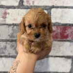 Juliet-female-Cavapoo-puppy-for-sale-3