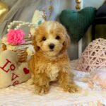 July-female-Maltipoo-puppy-for-sale-1