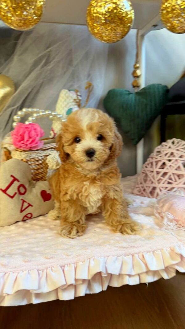 July Maltipoo July Maltipoo