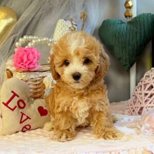 July Maltipoo July Maltipoo