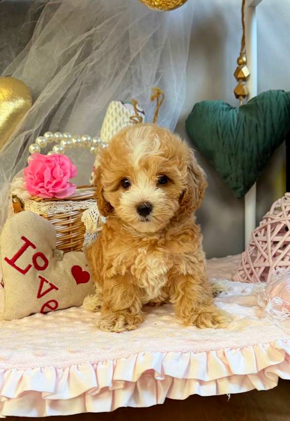 July Maltipoo July Maltipoo