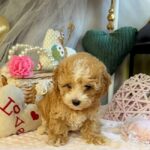 July-female-Maltipoo-puppy-for-sale-3