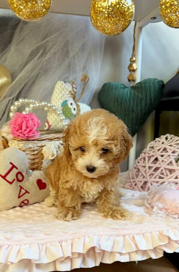 July Maltipoo July Maltipoo