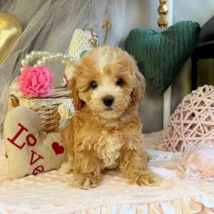 July Maltipoo July Maltipoo