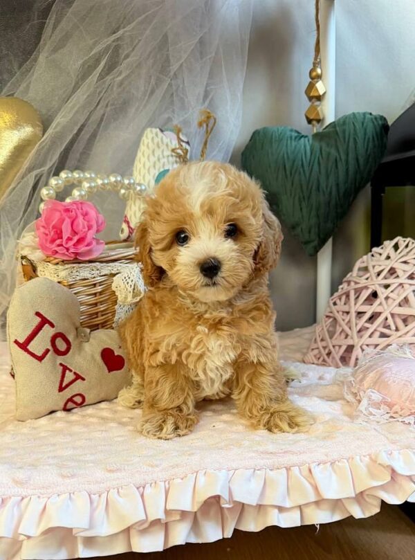 July Maltipoo July Maltipoo