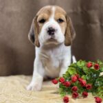 Juniper-female-Beagle-puppy-for-sale-1