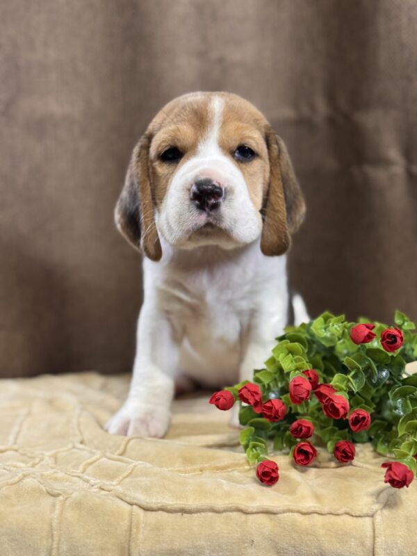 Juniper Beagle Juniper Beagle