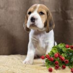 Juniper-female-Beagle-puppy-for-sale-2