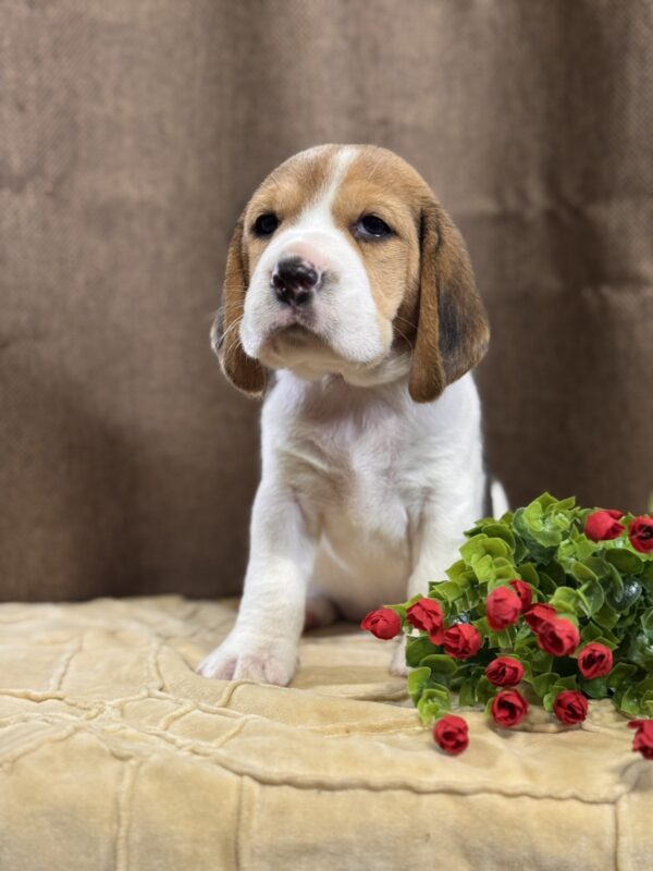 Juniper Beagle Juniper Beagle