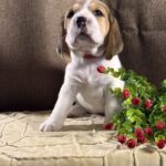 Juniper-female-Beagle-puppy-for-sale-3