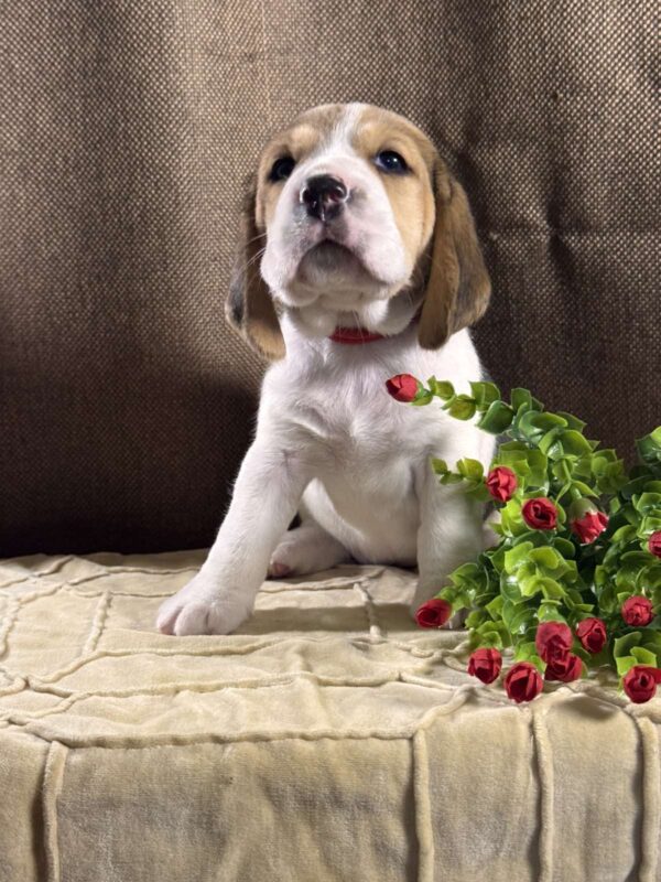 Juniper Beagle Juniper Beagle