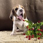 Juniper-female-Beagle-puppy-for-sale-4