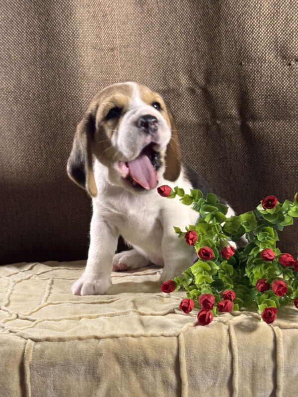 Juniper Beagle Juniper Beagle