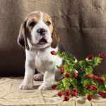 Juniper-female-Beagle-puppy-for-sale-5