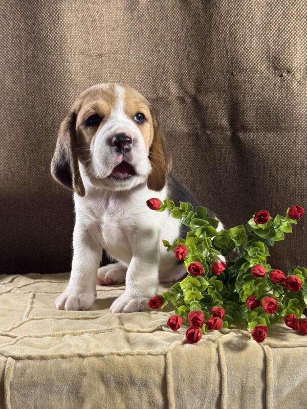 Juniper Beagle Juniper Beagle