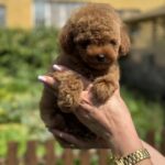 Juno-female-Poodle-puppy-for-sale-1