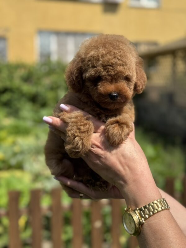 Juno Toy Poodle Juno Toy Poodle