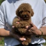 Juno-female-Poodle-puppy-for-sale-2