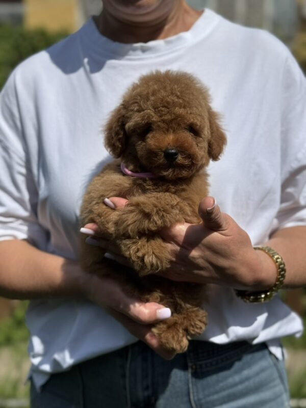 Juno Toy Poodle Juno Toy Poodle