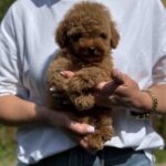 Juno-female-Poodle-puppy-for-sale-3